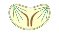 geschlossene intranukleäre Pleuromitose