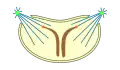 halboffene Pleuromitose