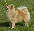 Mittelspitz in creme-sable