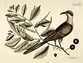 Gelbschnabelkuckuck, illustriert von Mark Catesby