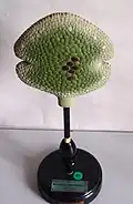 Brutknospe