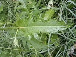 Laubblatt