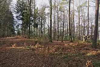 Gipfelbereich des Mollenkopf