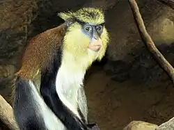 Monameerkatze