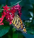 Monarchfalter (Danaus plexippus)