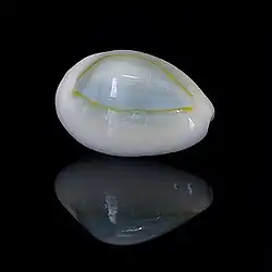 Monetaria annulus