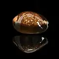 Monetaria caputserpentis