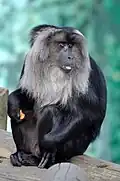 Bartaffe