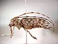 Monochamus alternatus Hauptvektor in Japan