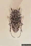 M. saltuarius, Sekundärvektor in Japan