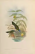 Yukatandegenflügel illustriert von John Gould und Henry Constantine Richter