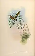 Lampornis castaneoventris illustriert von John Gould