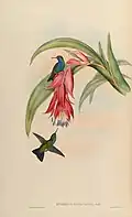 Eucephala hypocyanea illustriert von John Gould