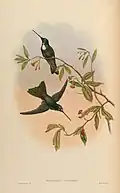 Bourcieria traviesi illustriert von John Gould & William Matthew Hart