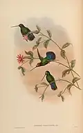 Doryfera ludovicae veraguensis illustriert von John Gould und William Matthew Hart