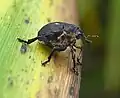 Weißpunktiger Schwertlilienrüssler (Mononychus punctumalbum)