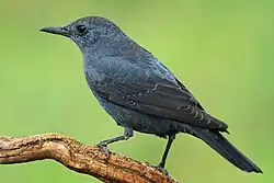 Blaumerle