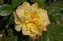 ‘Moon Light’, Kordes, 2003
