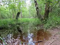 Moorwald im Naturschutzgebiet Ohligser Heide