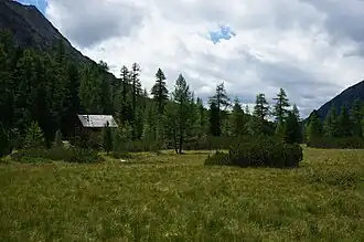 Im Moosboden