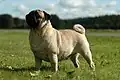 Mops