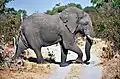Elefant im Moremi-Wildreservat