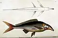Mormyrus kannume Gravur von Annedouche