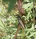 Bronzefarben schimmerndes männliches Tier