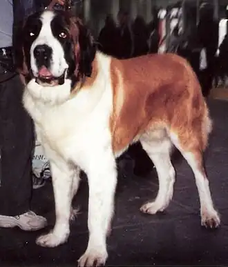 Moskauer Wachhund