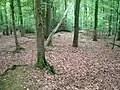 Reste des Ringwalls