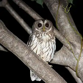 Sprenkelkauz (Strix virgata)