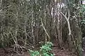 Regenwald aus Hill water gum auf dem Berggipfel