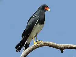 Bergkarakara (Daptrius megalopterus)