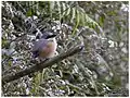 Philippinenwürger (Lanius validirostris)