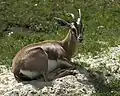 Gazelle