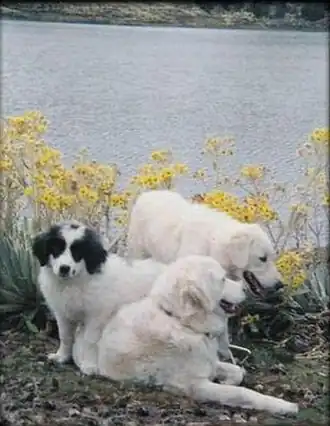 Mucuchies