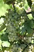 Müller-Thurgau-Trauben