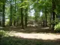 Der Turmhügel der Haskenau