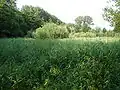 Eine Feuchtwiese, die zugleich als pflanzliche Kläranlage dient