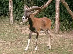 Mufflonwidder