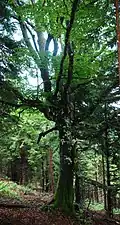 Stummer Zeuge: Muldenbuche