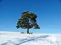 Mulzer-Föhre im Winter