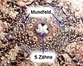 Mundfeld eines Seeigels, Detailaufnahme mit Zahnapparat