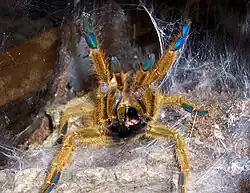 Sich aufbauende Vogelspinne (Pterinochilus murinus)