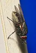 Stallfliege Muscina stabulans