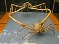 Japanische Riesenkrabbe