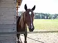 Schmale Blesse