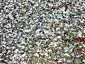 Miesmuschelschalen an einem Strand in Island