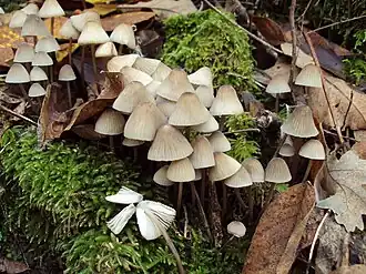 Weißmilchender Helmling Mycena galopus