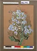 Myosotidium nobile, ca. 1920